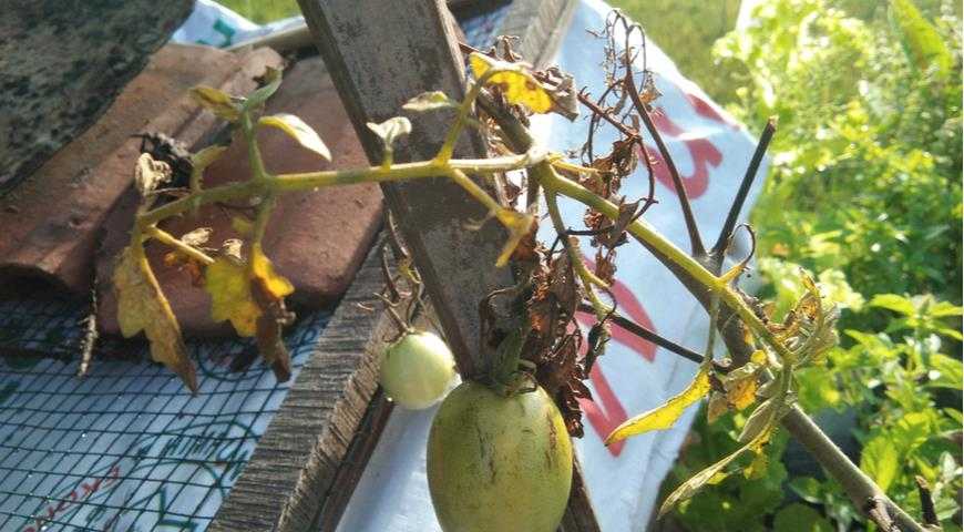 У рассады помидоров желтеют и опадают нижние листья - сохнут, отваливаются, причины, помощь томатам