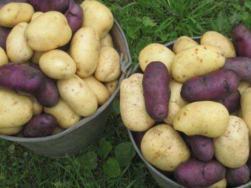 Картофель иван-да-марья: описание популярнейшего в народе сорта - огород, сад, балкон - медиаплатформа миртесен