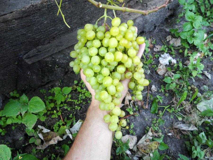 Виноград алешенькин посадка и уход - огороднику садоводу