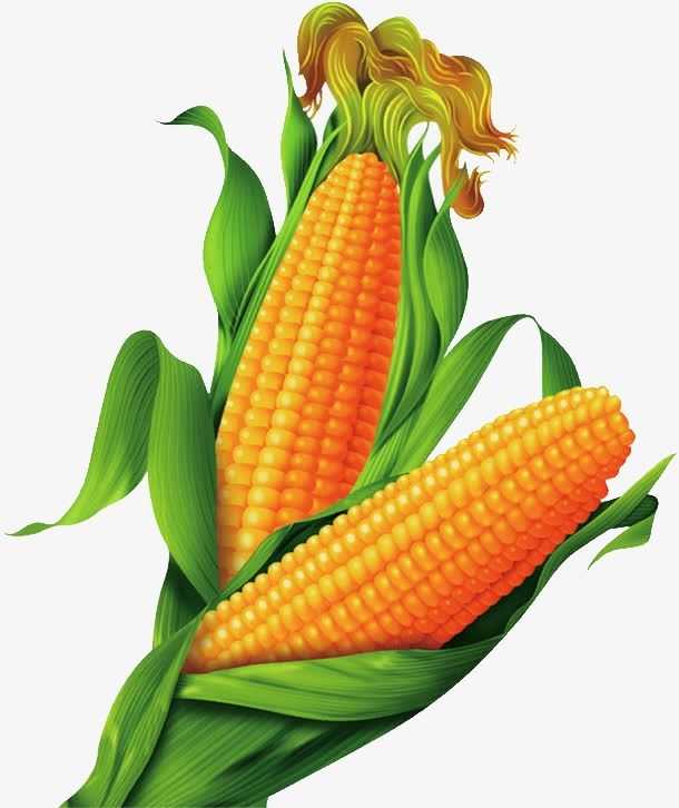 Кукуруза — ботаническое описание и биологические особенности