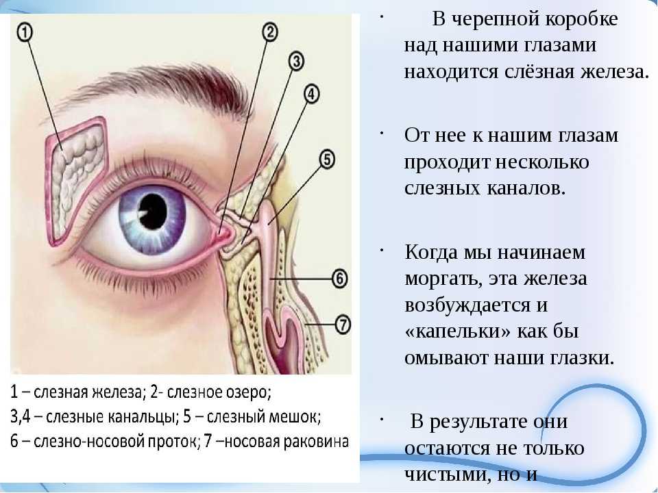 Слезная железа нерв. Слезный аппарат глаза состоит из слёзной железы,. Выводное отверстие носослезного протока. Слезный мешок расположен. Воспаление слезной железы.