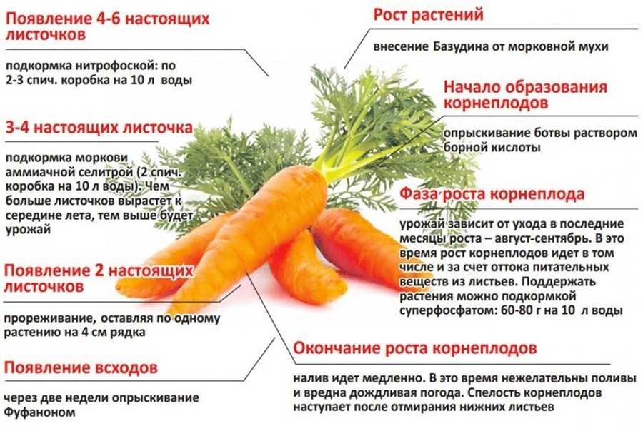 Почему морковь вырастает горькая