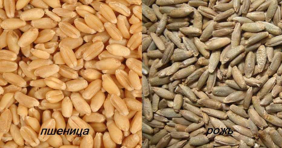 В чем разница между сортами мягкой и твердой пшеницы, их польза и вред