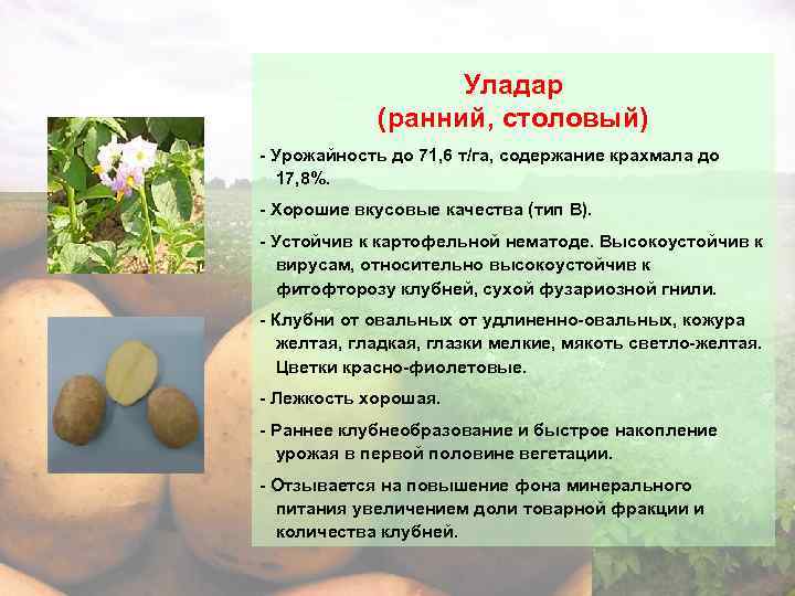 Для любителей ранних урожаев — картофель «брянский деликатес» : описание сорта и характеристика