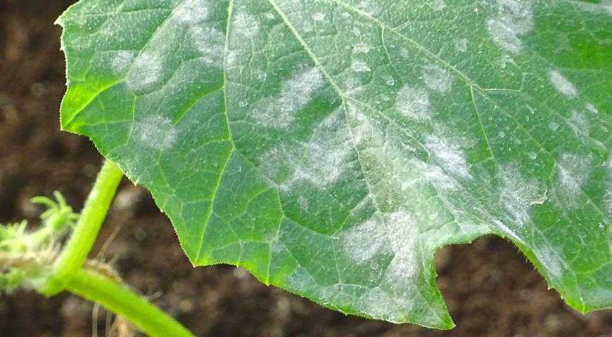 Почему появились белые пятна на листьях огурцов, что делать и как лечить