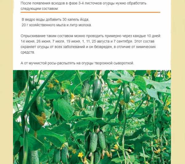 Болезни огурцов: методы борьбы, профилактика заболеваний
