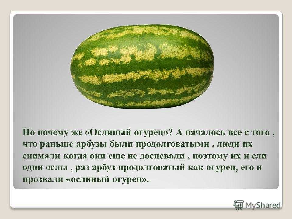 Арбуз – это ягода, фрукт или овощ, или может тыковка? - onwomen.ru
