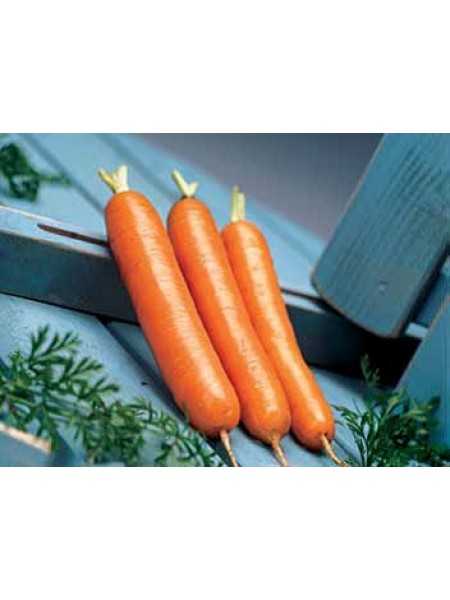 Морковь канада: характеристика урожайность сорта, фото и отзывы о гибриде f1, описание выращивания и советы по посадке