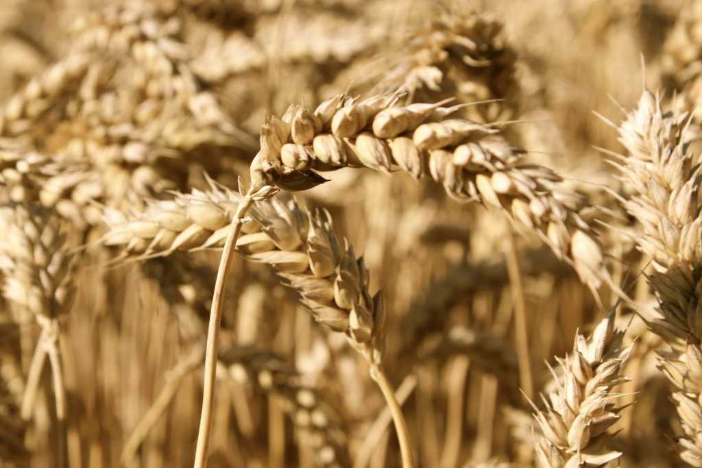 Какая корневая система у пшеницы и в чем её особенности