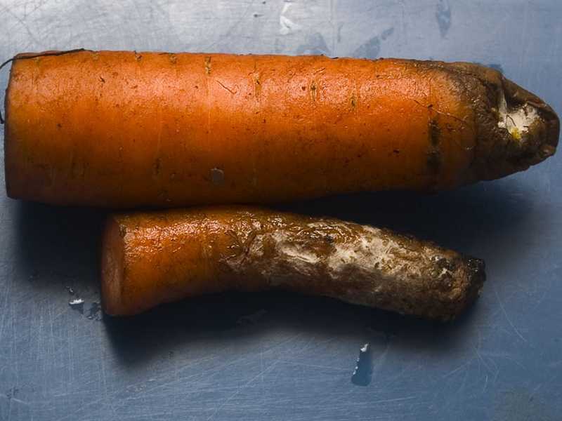 Гниль серая моркови | справочник пестициды.ru