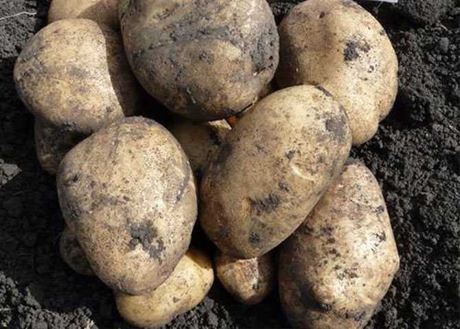 Картофель лаура: описание сорта, фото кустов и созревшей картошки, отзывы об урожайности и сложностях выращивания