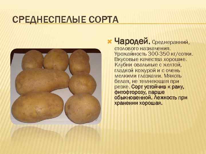 Картофель чародей: описание и характеристика сорта, посадка и уход, отзывы с фото