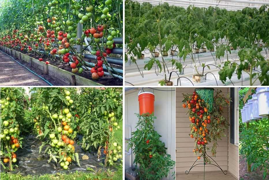 Как вырастить помидоры дома: на балконе или подоконнике