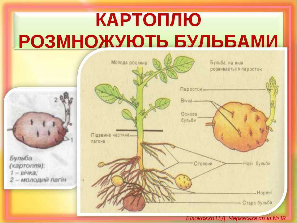 Клубень картофеля: описание растения, картофельные стебли и листья