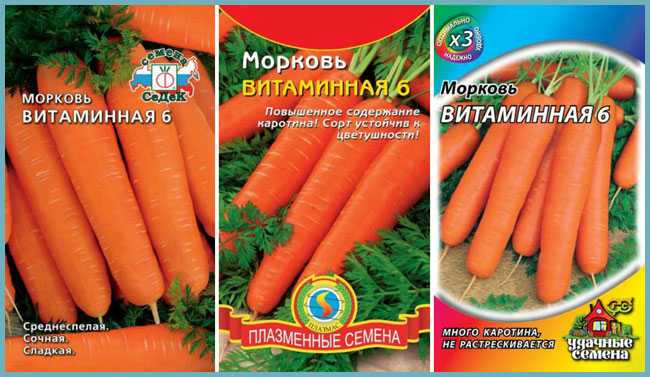 ✅ морковь сорта витаминная: ботаническое описание и характеристика, плюсы и минусы, выращивание и уход, фото, отзывы - tehnoyug.com