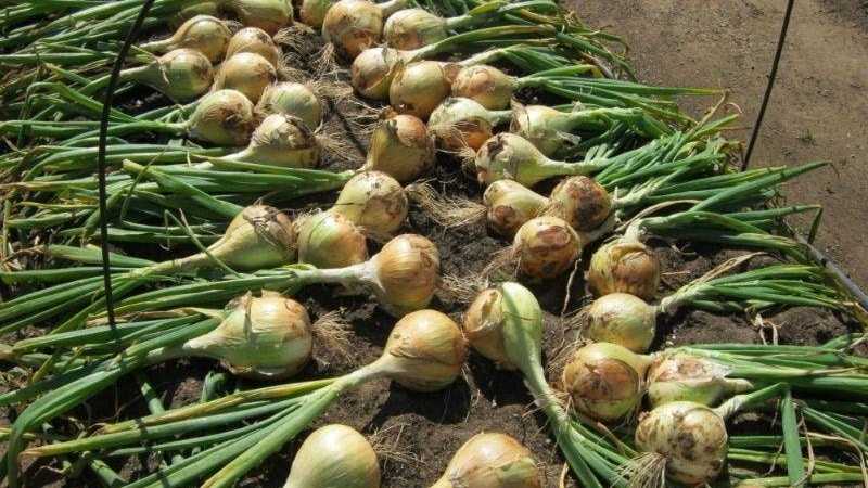 Вкусно и полезно: выращивание лука «халцедон» из семян и севка