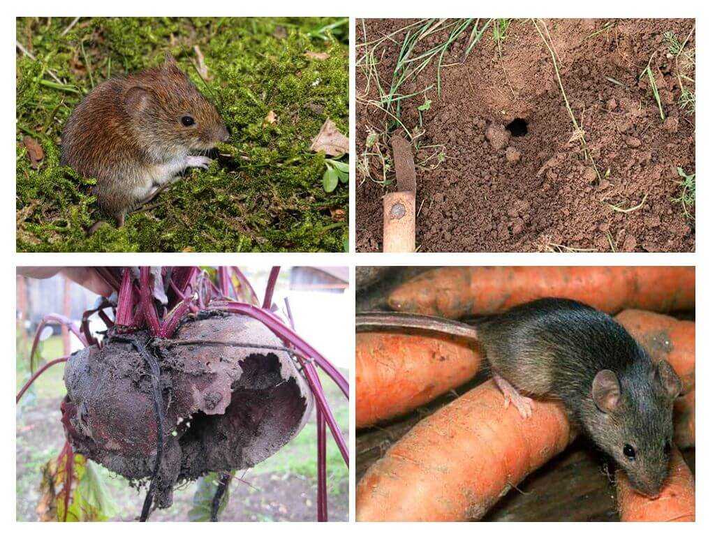 Как избавиться от мышей в погребе - средства и способы