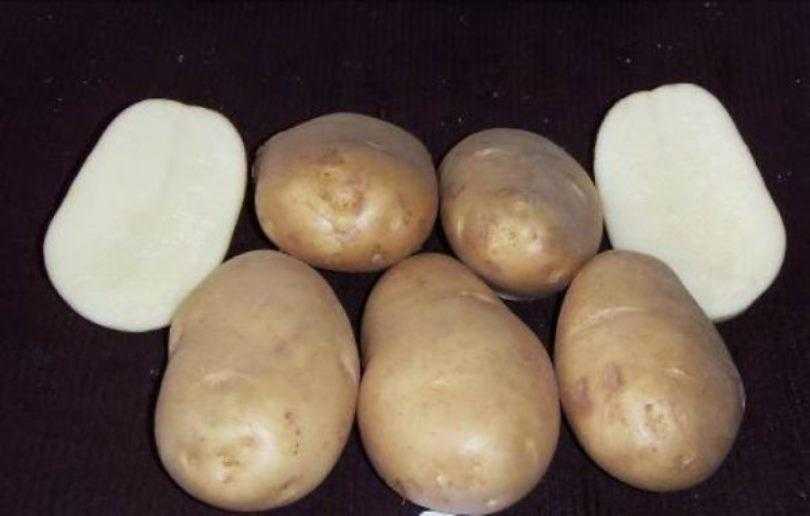 Картофель «чародей»: характеристика сорта, вкусовые качества, срок созревания