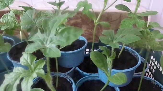 ✅ как вырастить арбуз и ухаживать за ним: уход, полив, формирование в открытом грунте, сорта, выращивание в домашних условиях