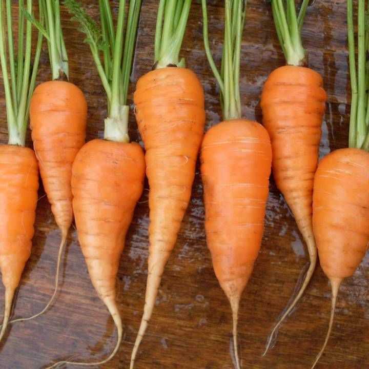 Морковь роте ризен красный великан: описание и характеристики, как правильно сажать + отзывы