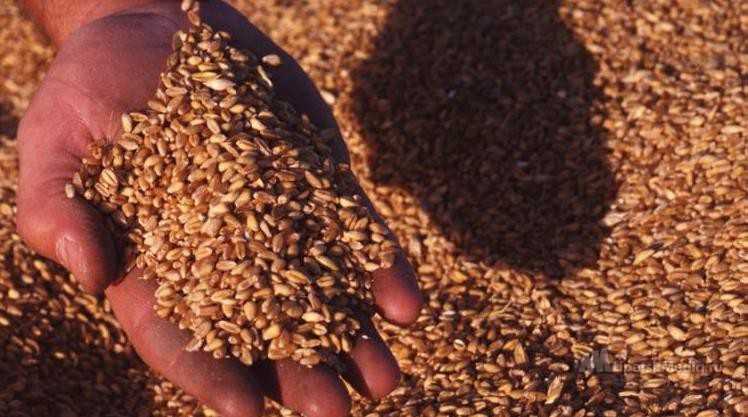 Опровергая мифы: как россиян кормят «фуражным зерном»?