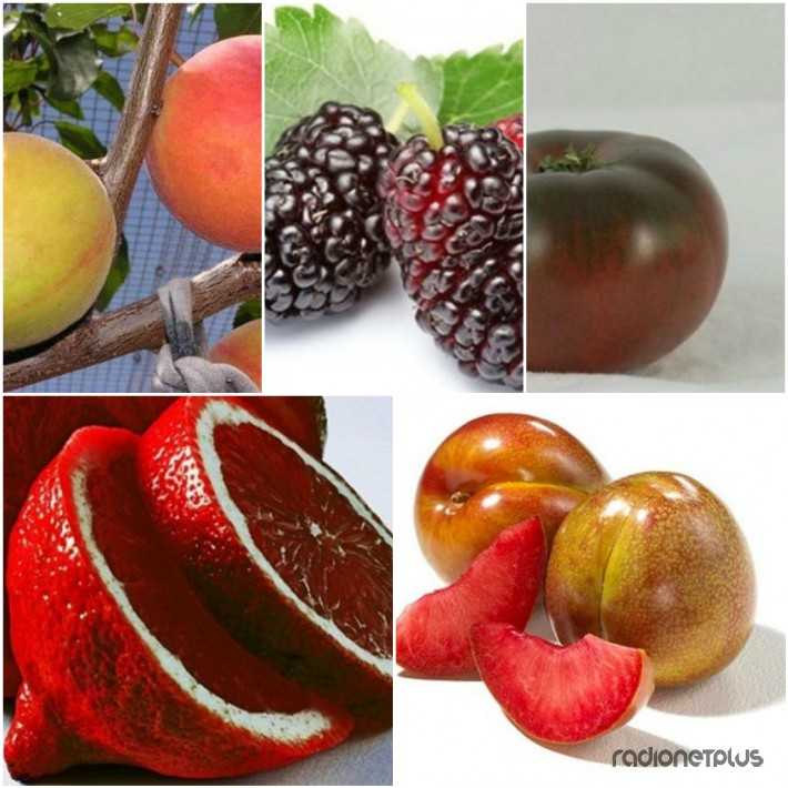 Гранат - это цитрус или нет: цитрусовый фрукт или нет, к какому роду относится