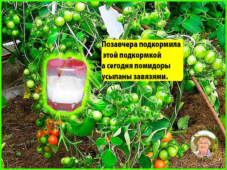 Подкормка томатов (помидоров) в теплице – какие удобрения и когда использовать