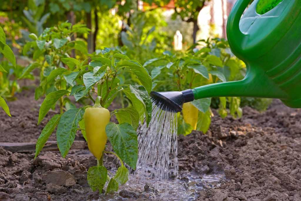 Как правильно поливать арбузы - огород, сад, балкон - медиаплатформа миртесен