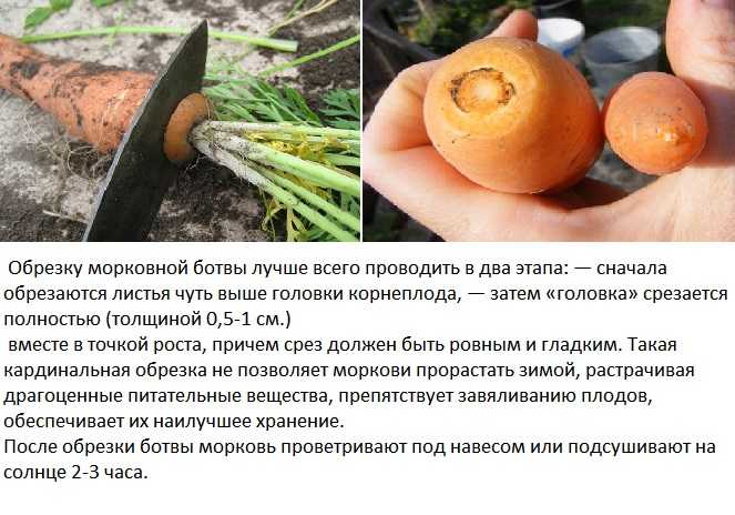 Уборка моркови на хранение на зиму: когда и как правильно убирать с грядки, как подготовить овощ, где и в чем хранить?