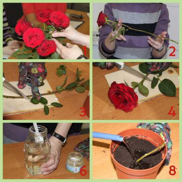 Роза в горшке: уход и выращивание в домашних условиях