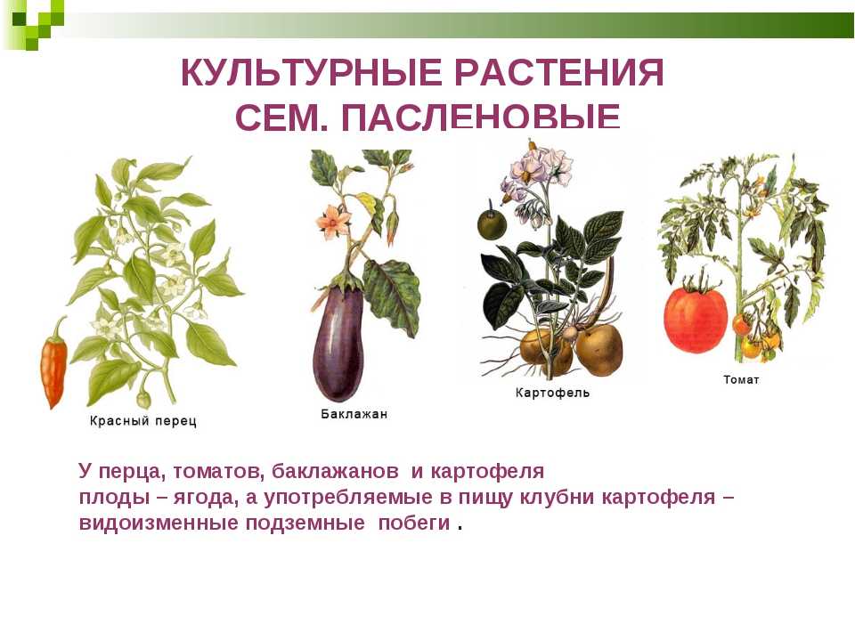Баклажан — это ягода или овощ, или как его правильно называть