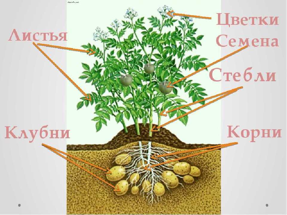 Что такое клубень картофеля - журнал садовода ryazanameli.ru