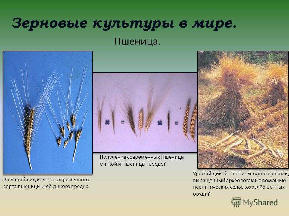 Что такое твердая пшеница: описание, сферы применения и отличия от мягких сортов