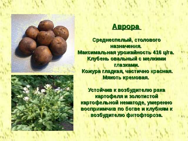 Картофель аврора: характеристика и описание сорта, фото картошки, отзывы тех, кто пробовал её выращивать