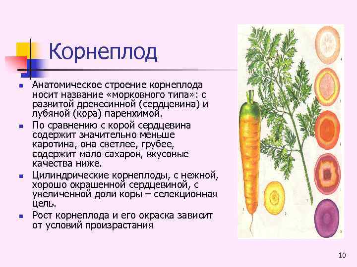 Морковь — это овощ или фрукт? особенности и описание культуры