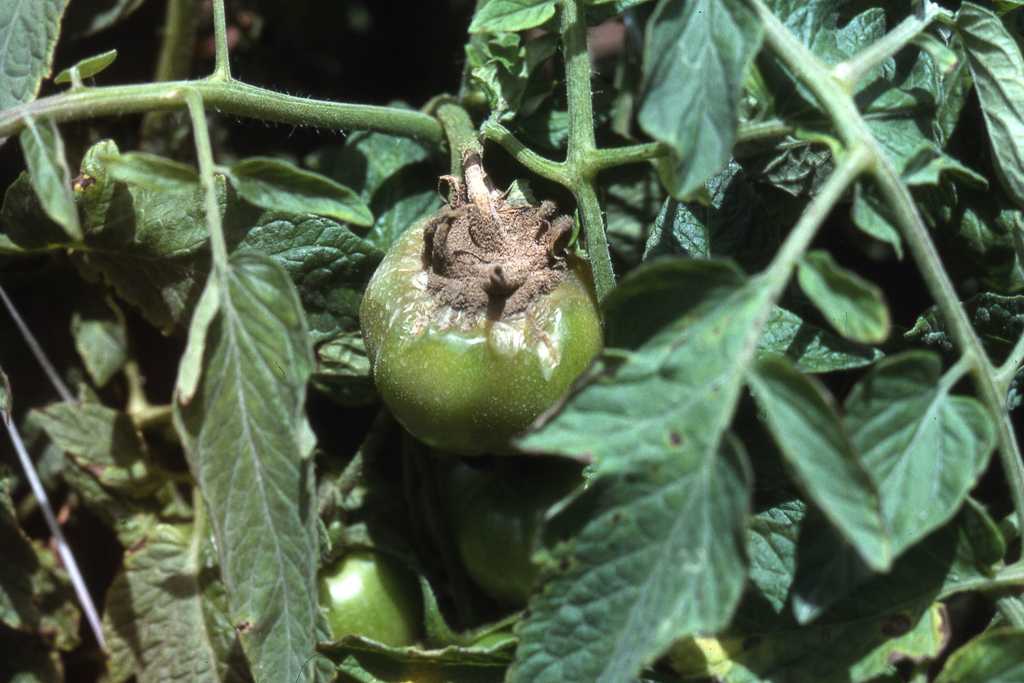 Желтые пятна на листьях помидоров в теплице: причины возникновения, методы лечения и профилактические меры