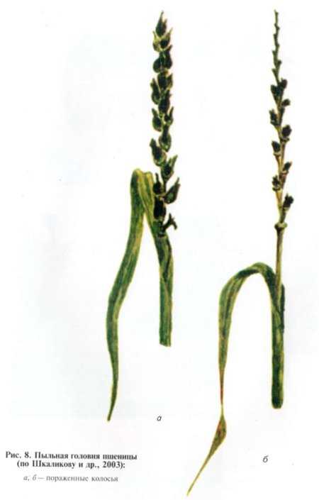 Профилактика и лечение спорыньи на пшенице