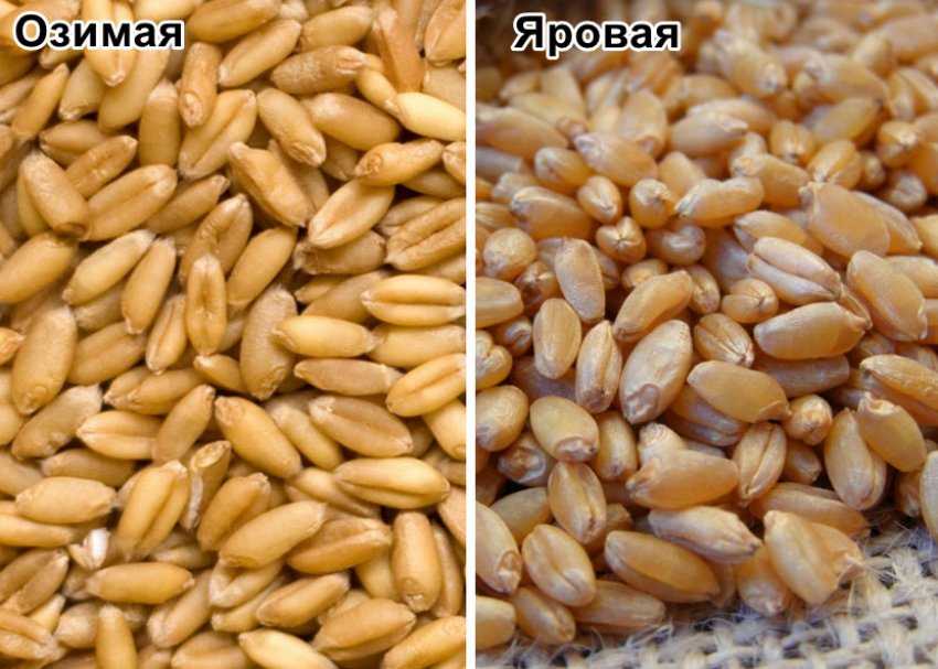 Как отличить твердые сорта пшеницы от мягких. чем отличаются мягкие и твердые сорта пшеницы? наиболее распространенные сорта и виды пшеницы
