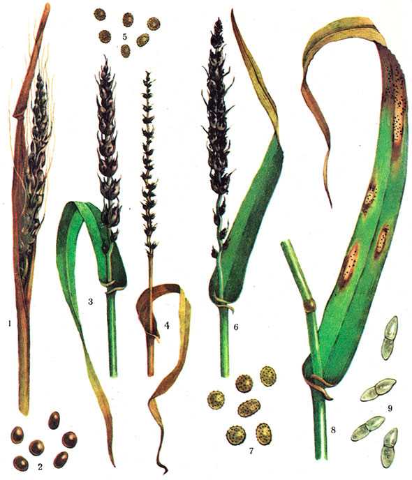 Болезнь пшеницы головня: твёрдая и пыльная, методы борьбы с заболеванием, в каких фазах заражается, фото заражённых колосков