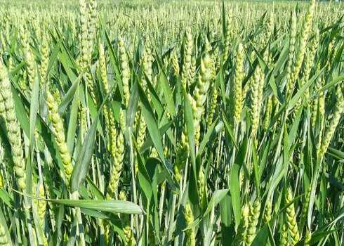 Пшеница гранни: описание и характеристика ярового сорта, нормы высева