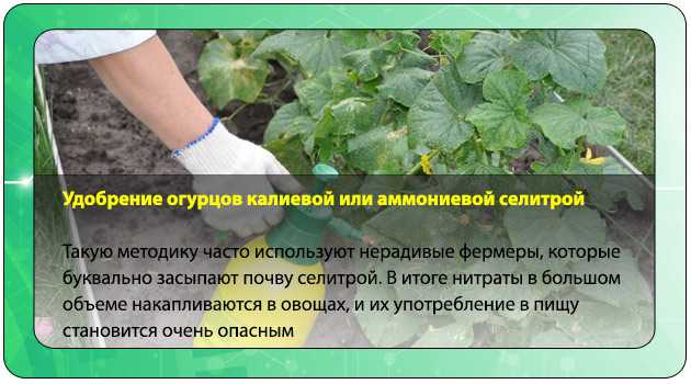 Все что вам нужно знать о калийных удобрениях, чтобы получить рекордный урожай овощей и фруктов на даче на supersadovnik.ru