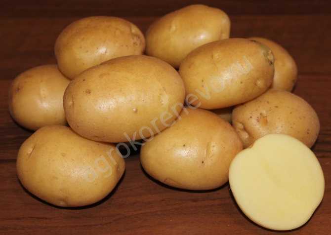 Картофель янка: описание сорта, фото, отзывы о вкусовых качествах и сроках созревания, особенности ухода, выращивания и хранения, характеристика урожайности