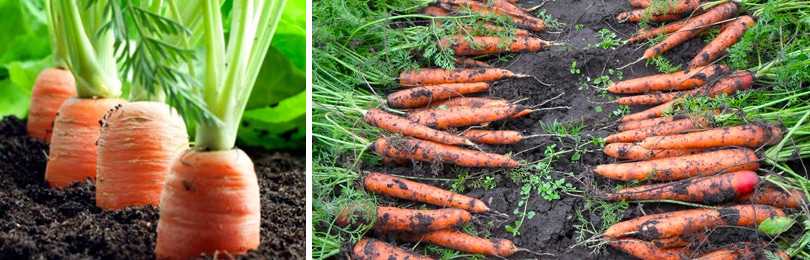 Почему морковь не сладкая и не сочная: как вырастить в открытом грунте крупную и не бледную