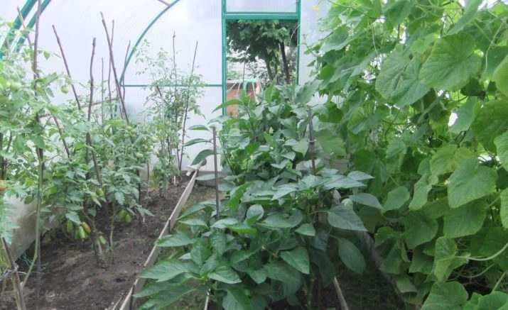 Уход за баклажанами в теплице: посадка, выращивание в парнике из поликарбоната, как ухаживать, чтобы был хороший урожай, можно ли сажать с огурцами и помидорами