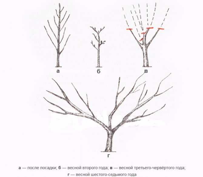 Как посадить косточку абрикоса на даче: правила уход и выращивания дерева