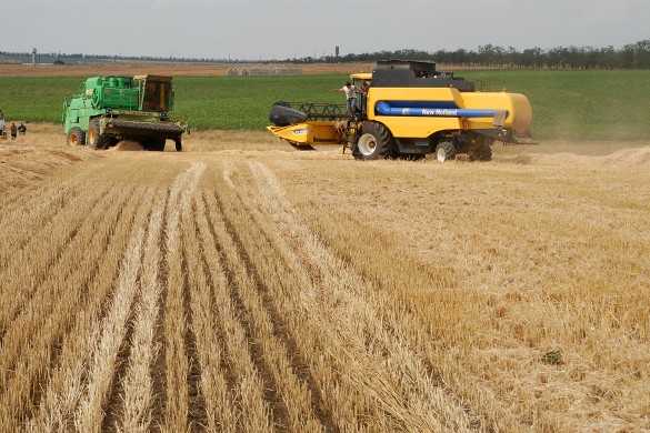 Выращивание пшеницы: посев, подкормка и сбор урожая | cельхозпортал