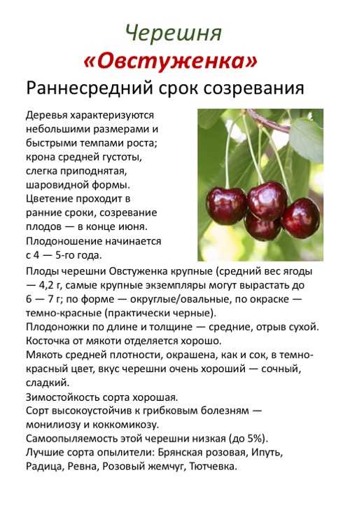 Черешня ленинградская черная: описание сорта, правила выращивания, опылители