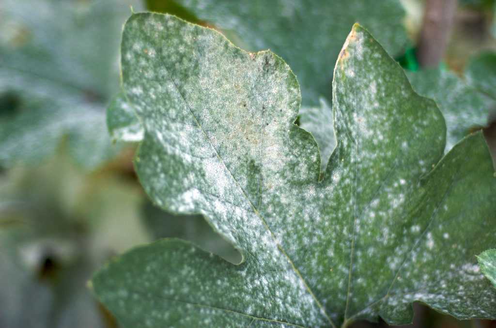 Белый налет на укропе: почему белеет зелень, что за болезнь мучнистая роса, как с ней бороться на грядке и в теплице, что делать, чтобы её предотвратить