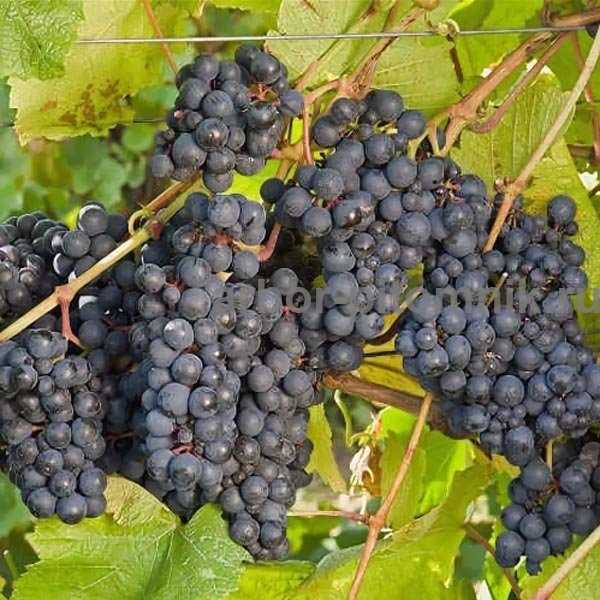 10 лучших винных сортов винограда для средней полосы - рейтинг (топ-10)