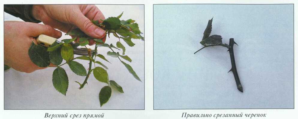 О размножении можжевельника черенками дома: самый быстрый и легкий способ